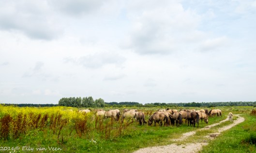 Oostvaardersveld-6828