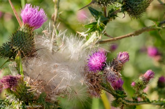Oostvaardersveld-7596