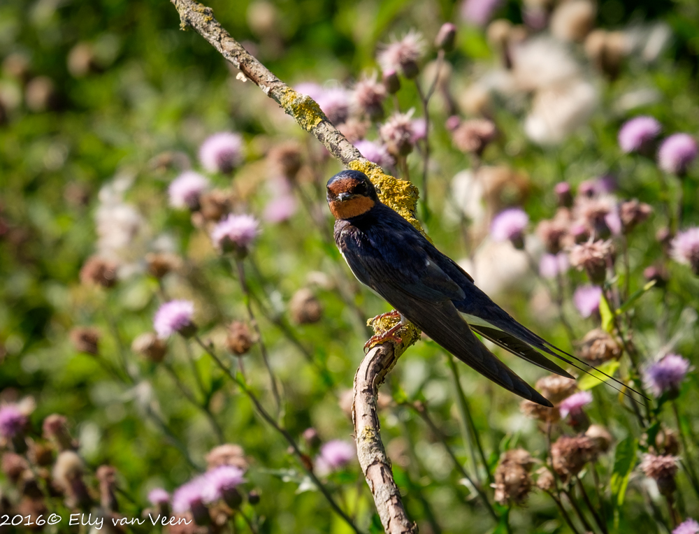 Oostvaardersveld-7624