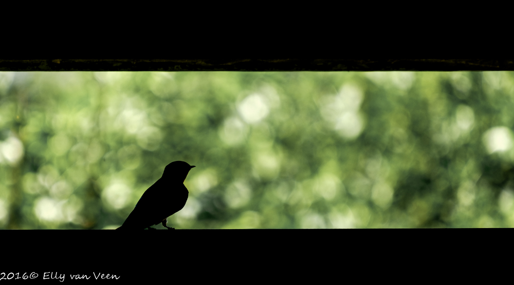 Oostvaardersveld-7630