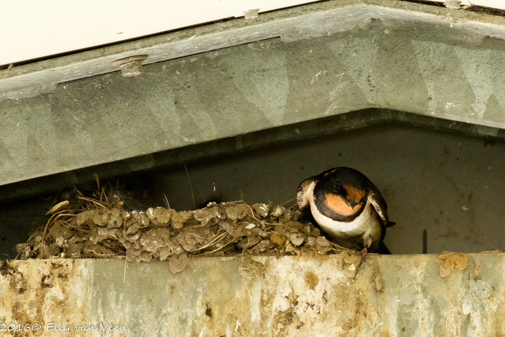 Oostvaardersveld-7686