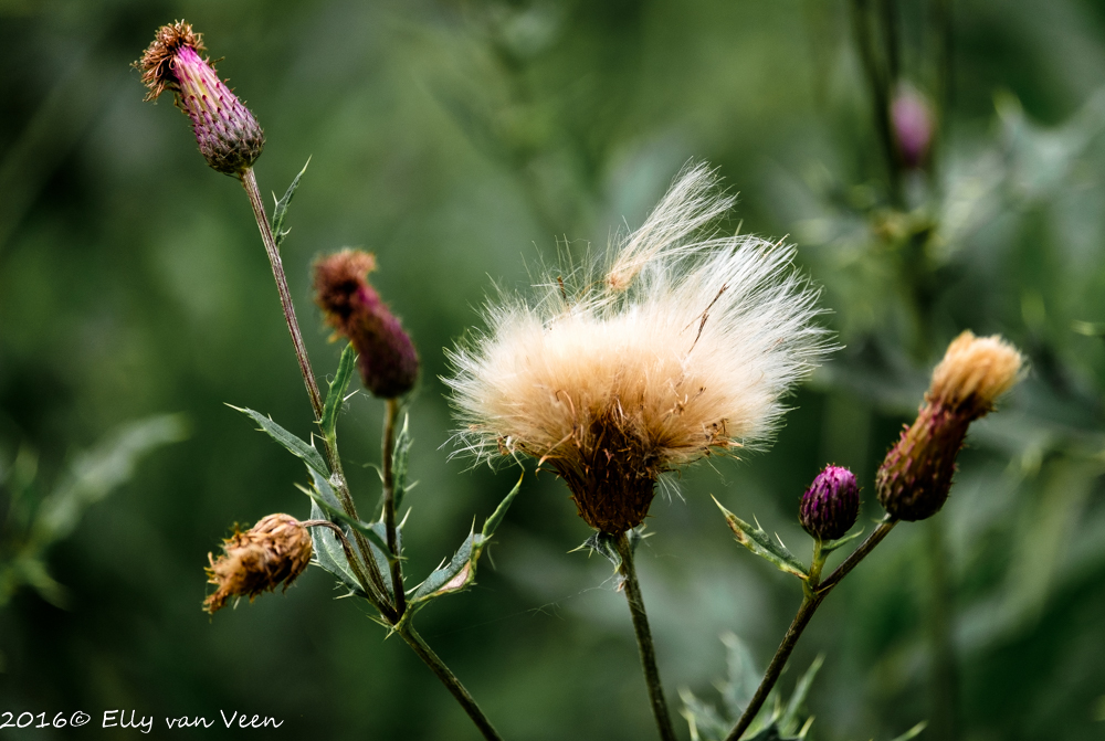 Oostvaardersveld-7714