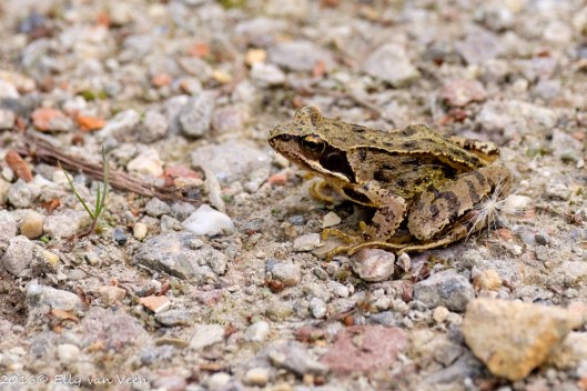 Oostvaardersveld-7719