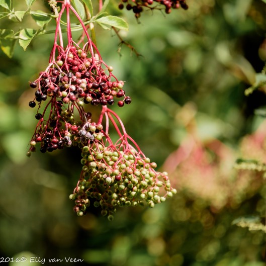 Oostvaardersveld-7723