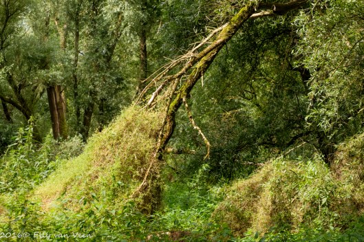 Oostvaardersveld-7731