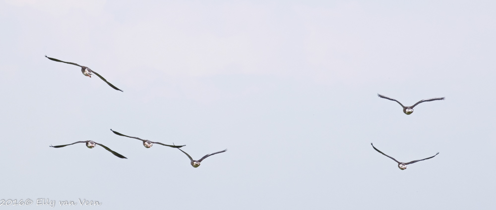 Oostvaardersveld-7968