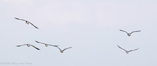 Oostvaardersveld-7968