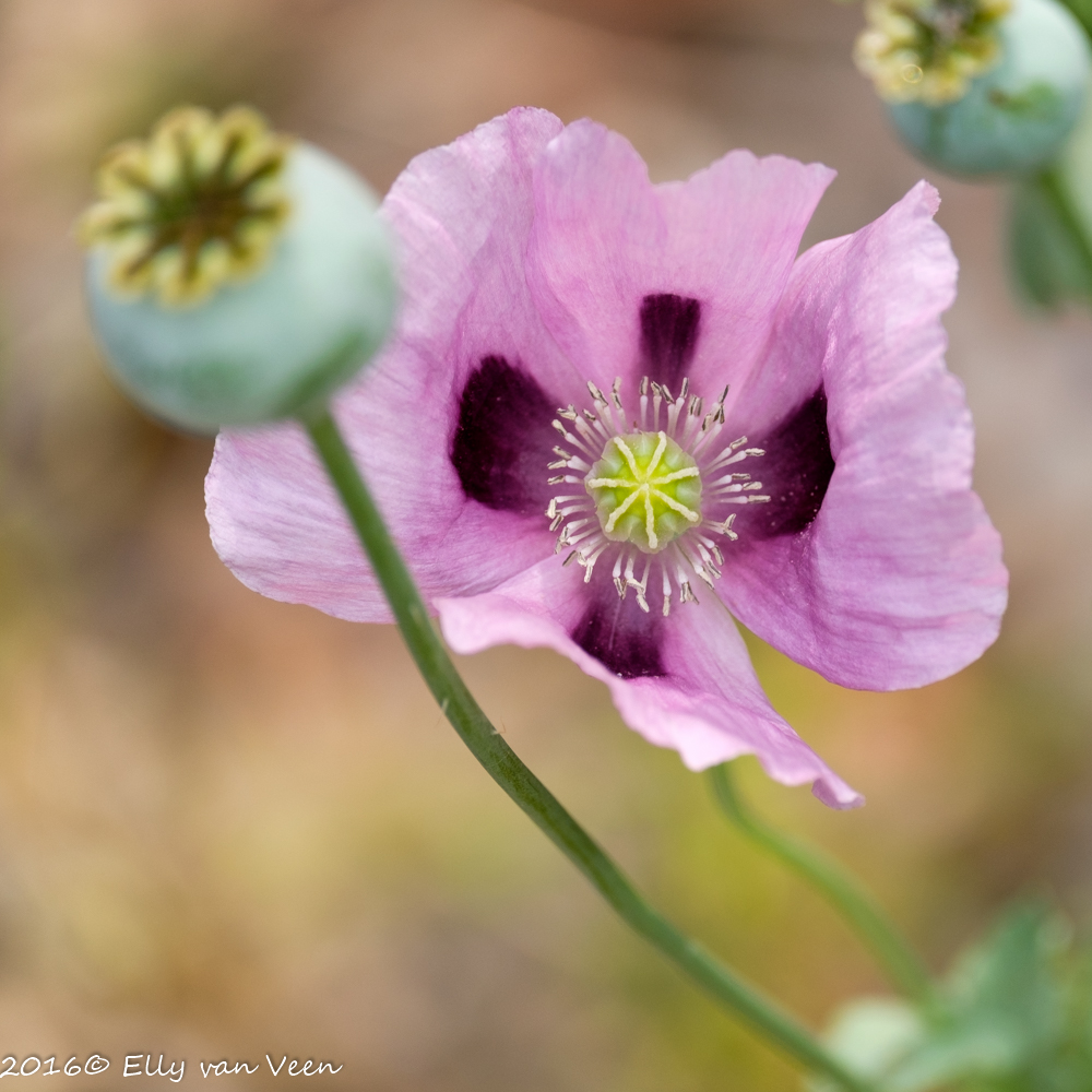 Oostvaardersveld-7971