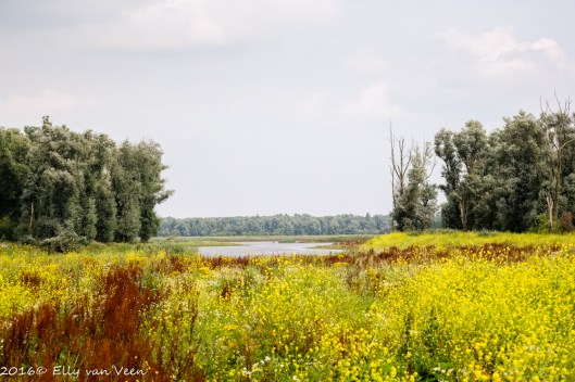 Oostvaardersveld-7977