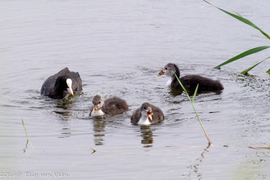Oostvaardersveld-7986