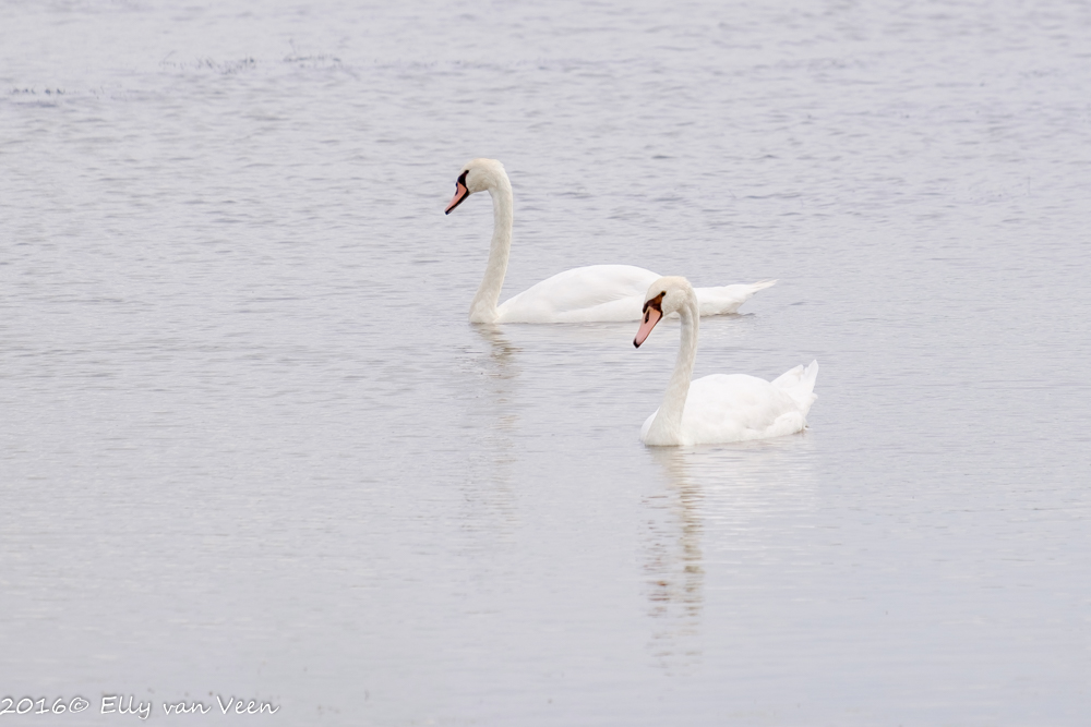 Oostvaardersveld-7990