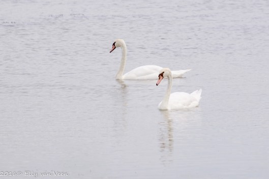 Oostvaardersveld-7990