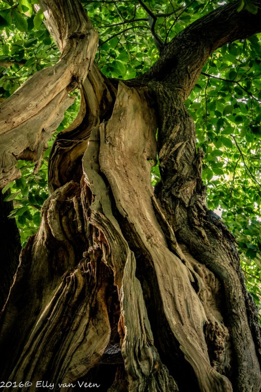 amerongen_kasteel-7275
