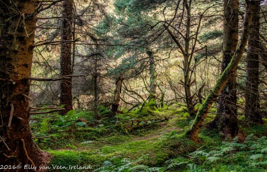 bonny-glen-wood-0165