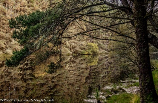 bonny-glen-wood-0167