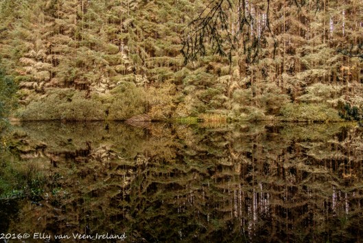 bonny-glen-wood-0168