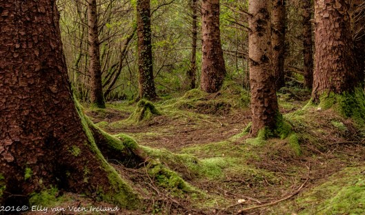 bonny-glen-wood-0178