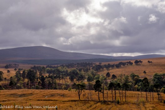 wicklow-0017