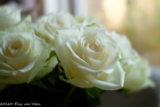 lensbabytrio-28-1-1271