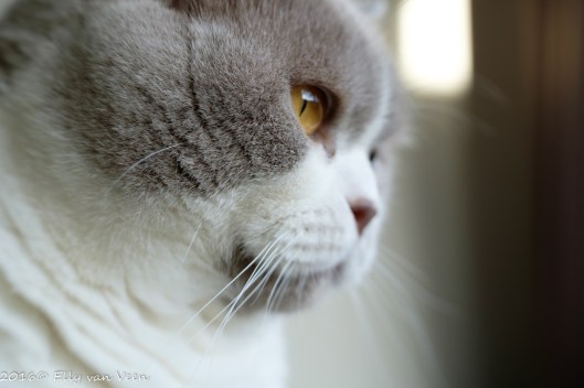 lensbabytrio-28-2-1276