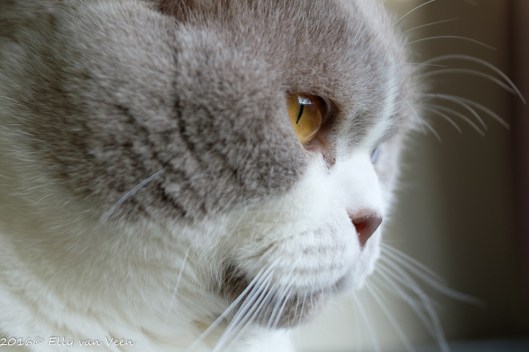 lensbabytrio-28-2-1278