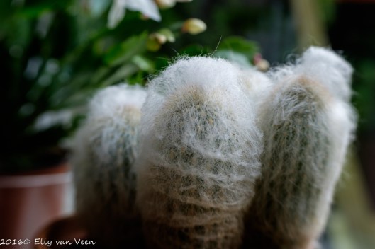 lensbabytrio-28-3-1291