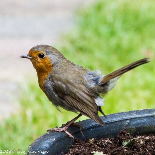 roodborstje-5577
