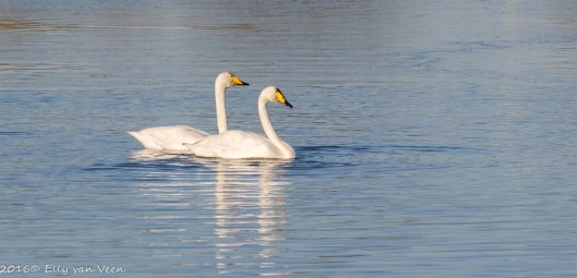 wilde-zwanen-2