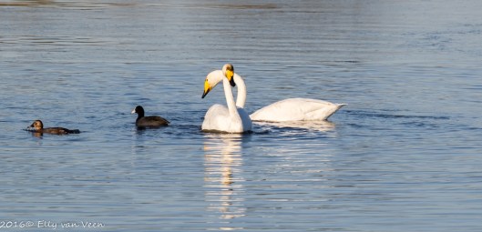 wilde-zwanen