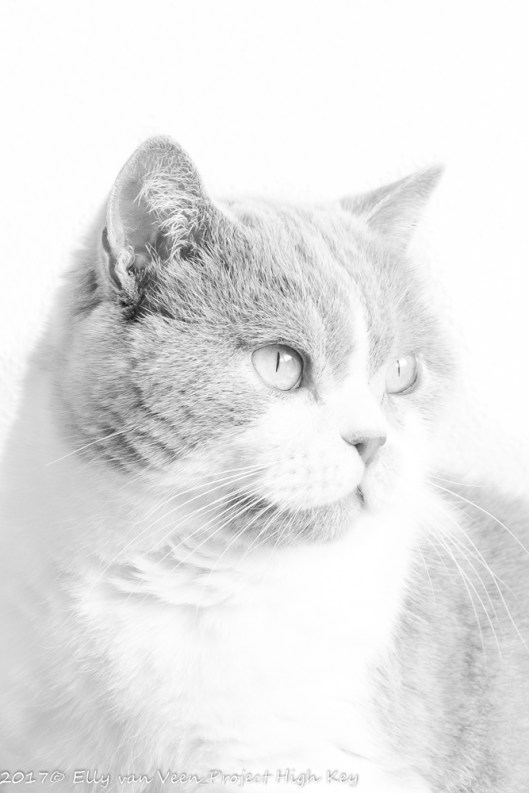 elly-002-high-key-taffy