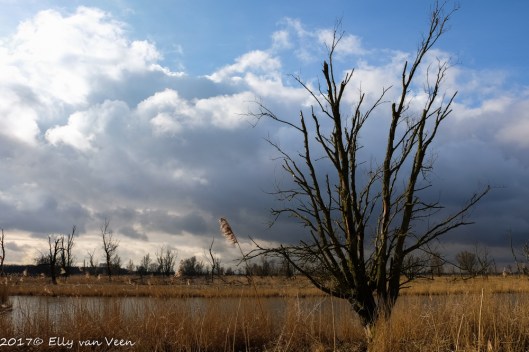 oostvaardersplassen-1570