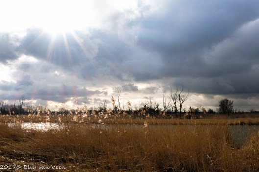 oostvaardersplassen-1572