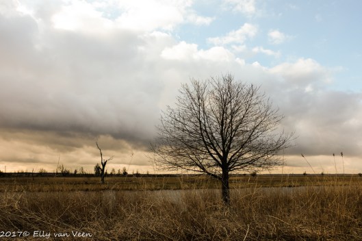 oostvaardersplassen-1575