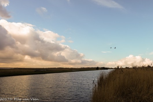 oostvaardersplassen-1581