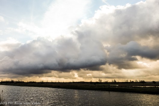 oostvaardersplassen-1582