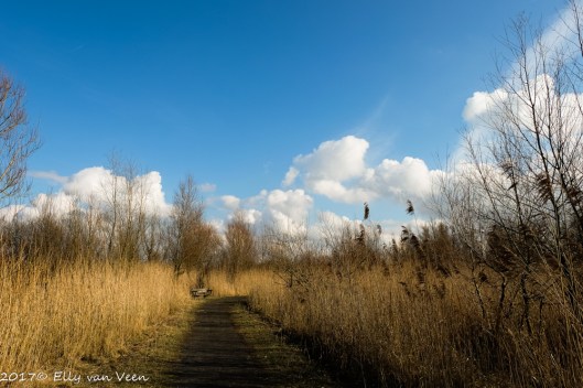 oostvaardersplassen-1595