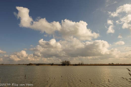 oostvaardersplassen-1597